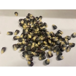 Kukurydza Fioletowa 100 G